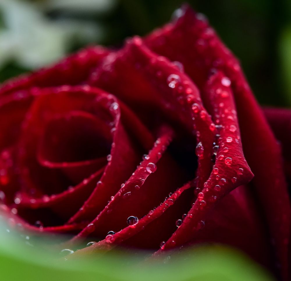 Photograph by Александр Тарасов