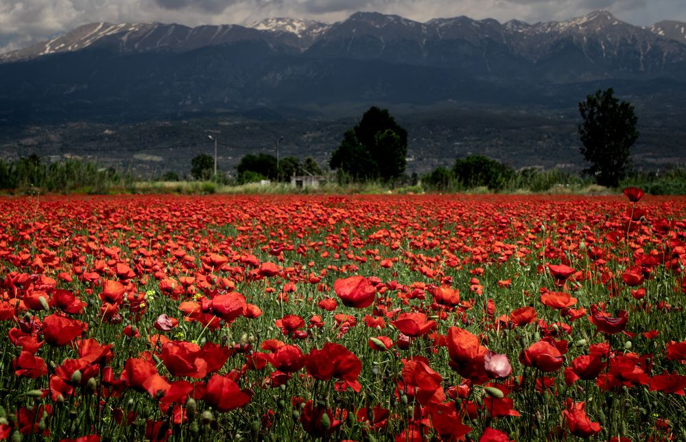 Photograph by Аркадий Старочкин