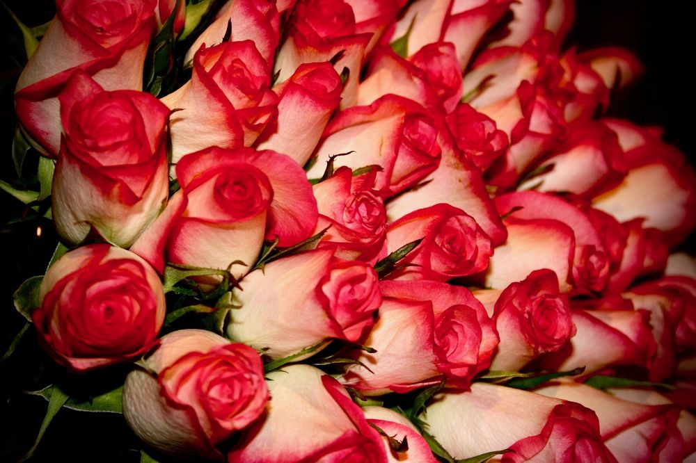 Photograph by Ahmet Aka