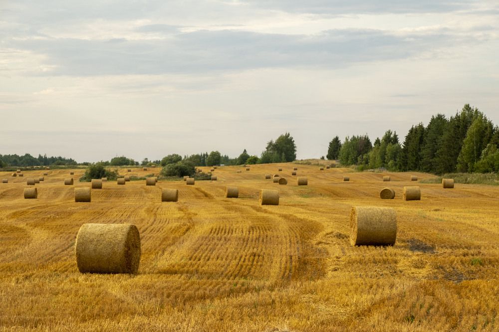 Фотография автора Наталья Липовская