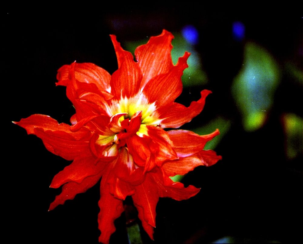 Photograph by Hilary McShine