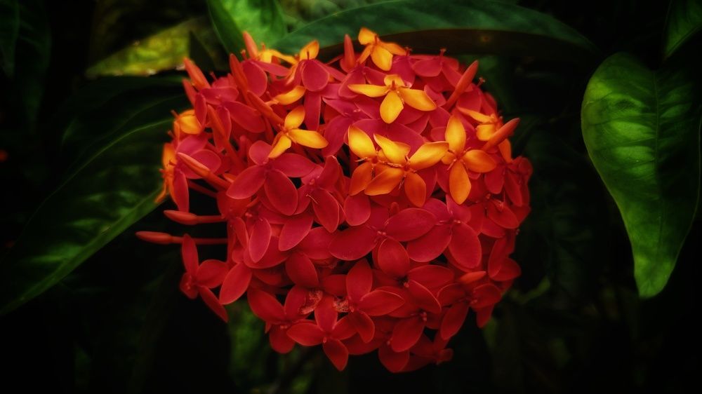 The Seductive red flora
