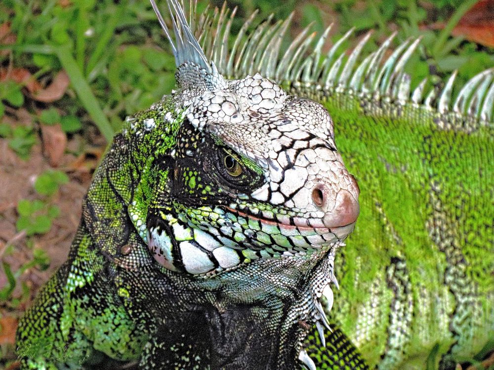 Portrait of an Iguana