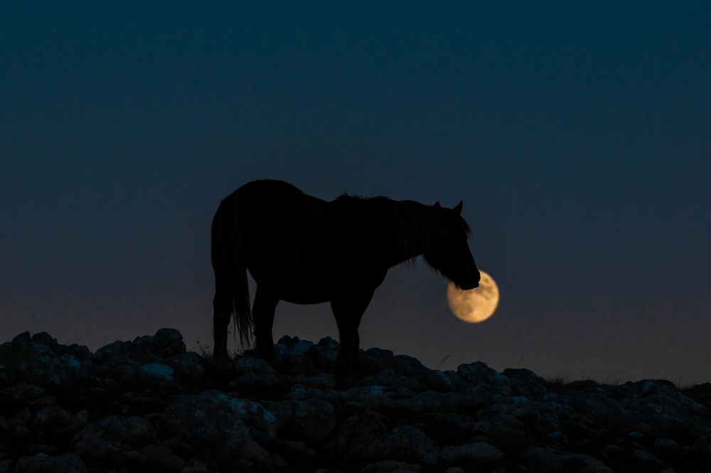 Photograph by Jasmin Džebo