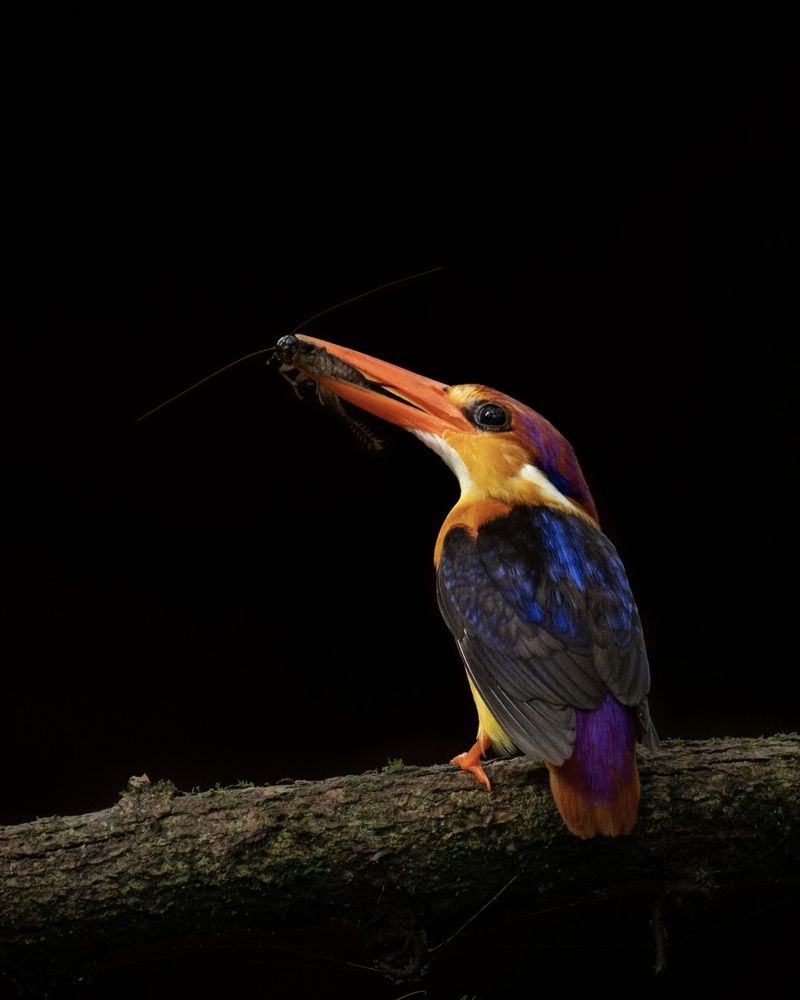 Photograph by SOORAJ NALLOORE