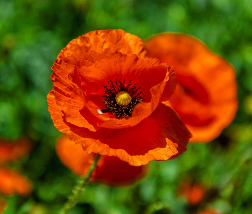 Photograph by EKATERINA WALTER