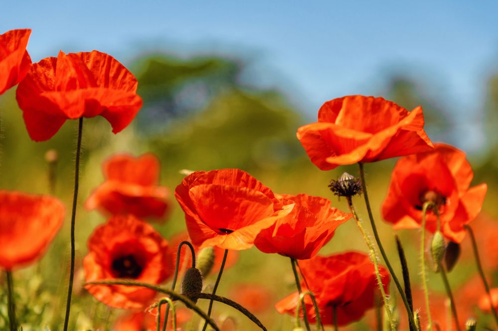 Photograph by EKATERINA WALTER