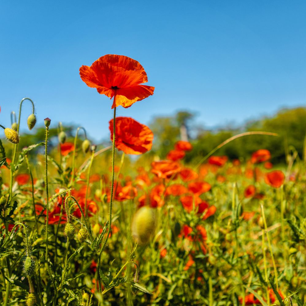 Photograph by EKATERINA WALTER