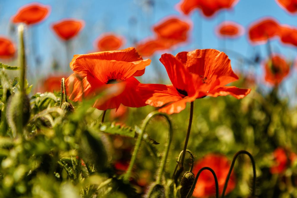 Photograph by EKATERINA WALTER