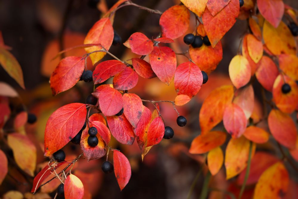 Photograph by Ирина Лисовец