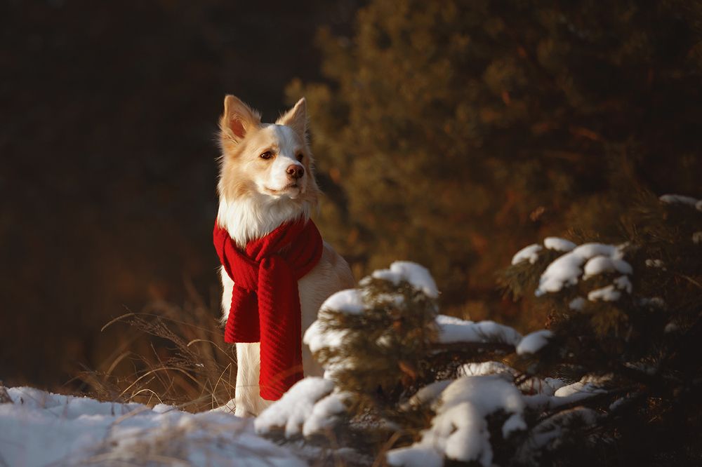 Photograph by Ольга Легенькая