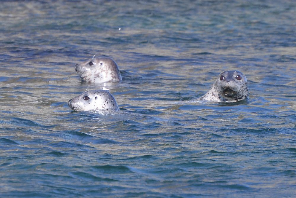 Ларги Японское море о. Аскольд