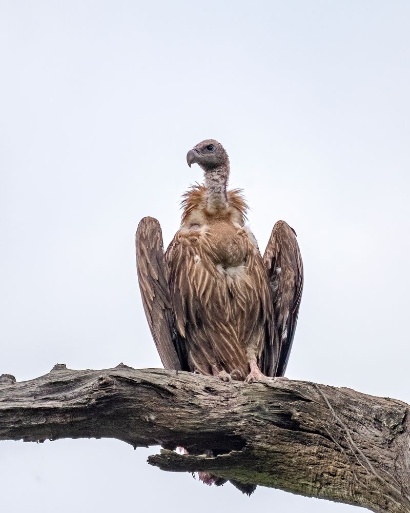 Photograph by Sourav Ganguli