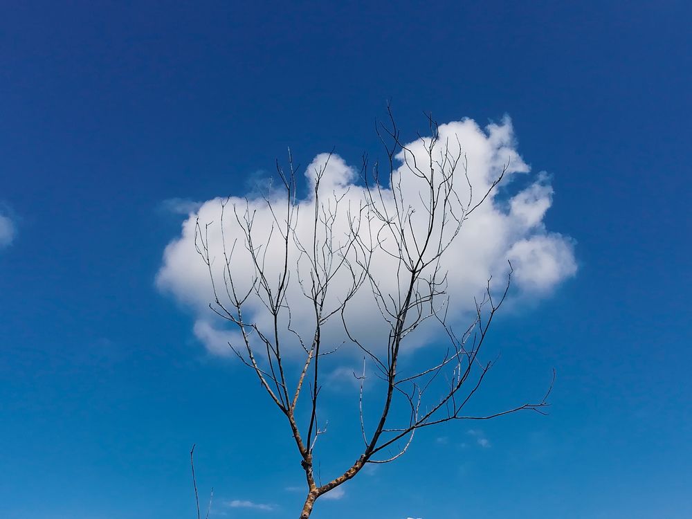 Cloud Tree