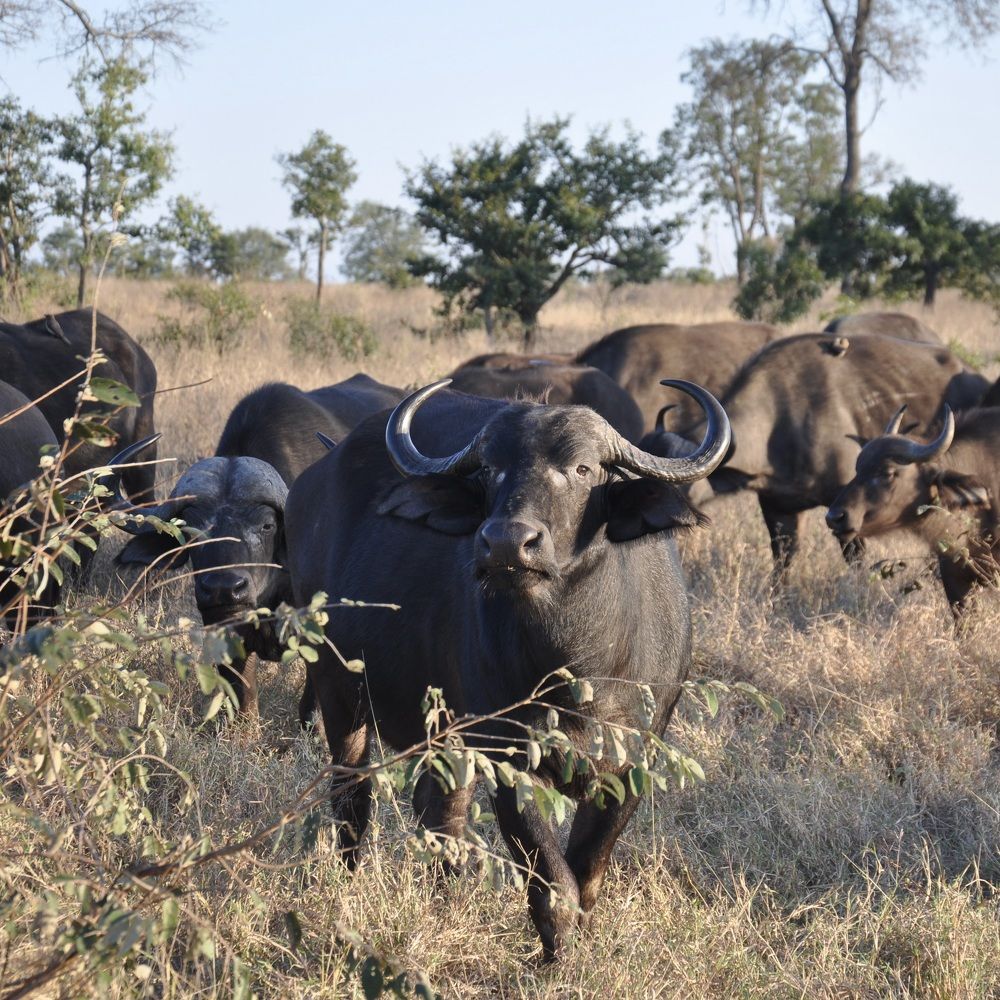Cape Buffalo (Big 5)
