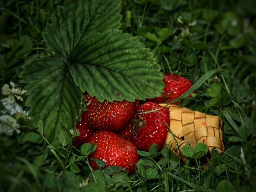 Photograph by Дина Чаица