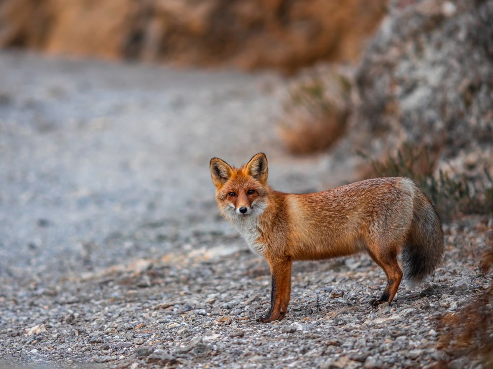 Фотография автора Rom@shkin