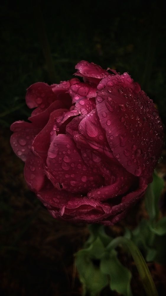 Photograph by Светлана Безъязычная