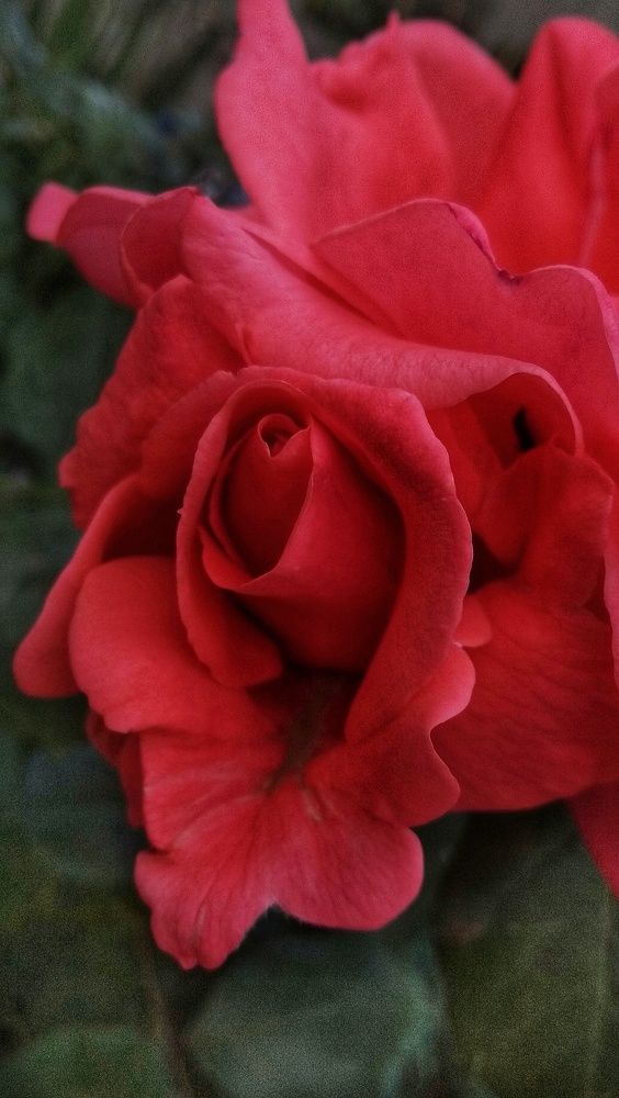 Photograph by Светлана Безъязычная