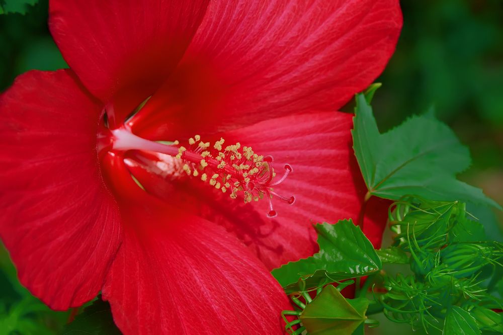 Цветение гибискуса