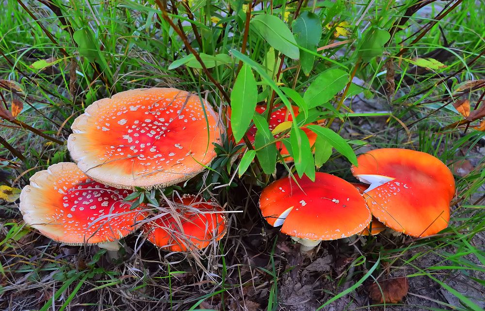 Дружная семейка