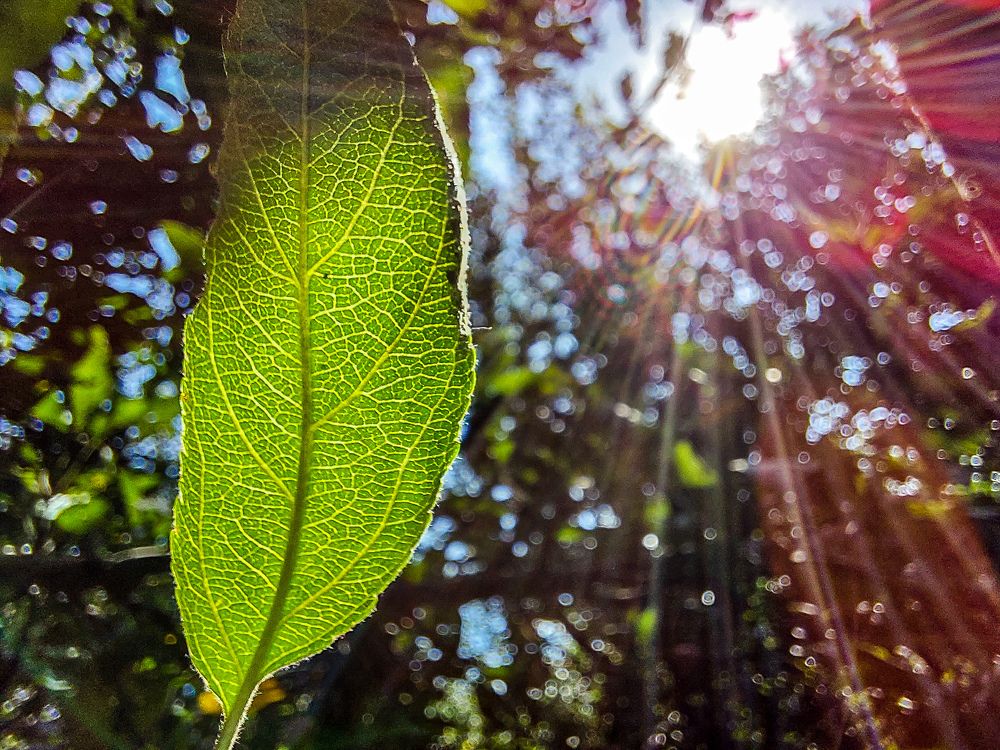 Photograph by Soumya Seal