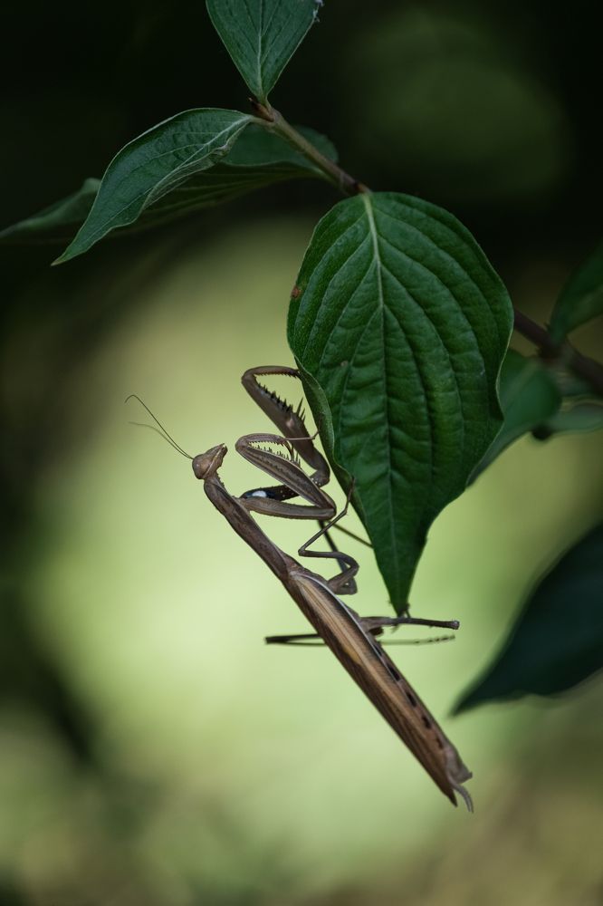 Photograph by Petar Chapkanov