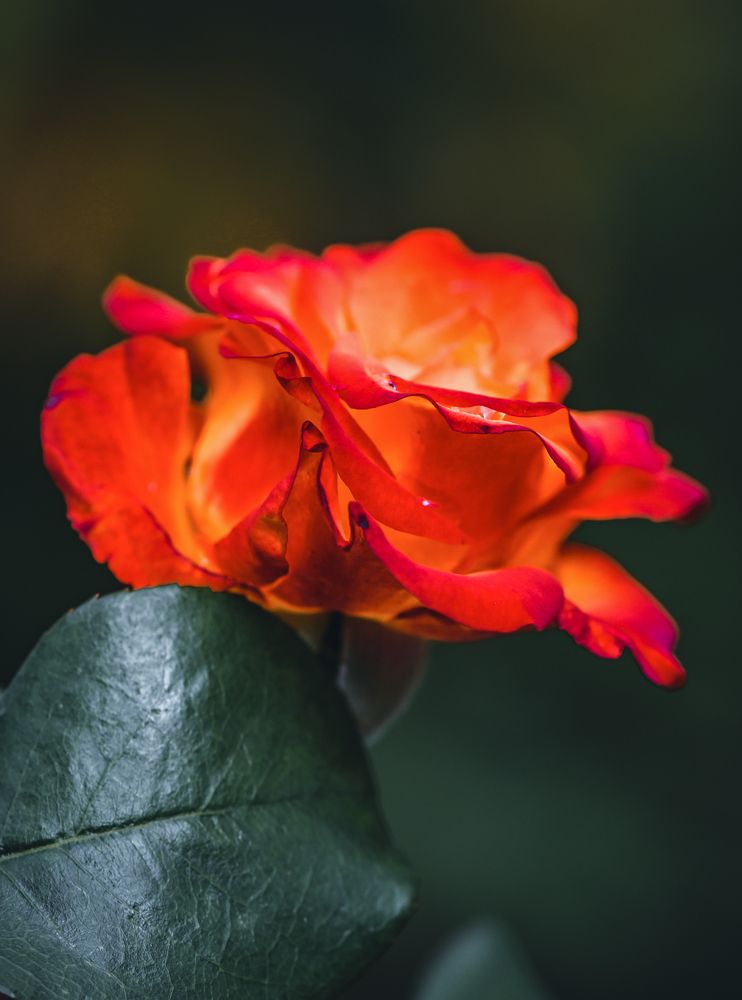 Photograph by Юлия Ковальчук