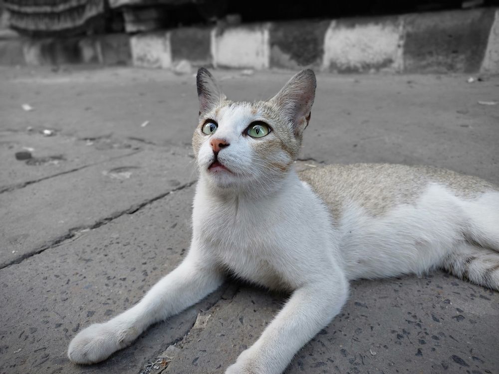 Photograph by Soumya Seal