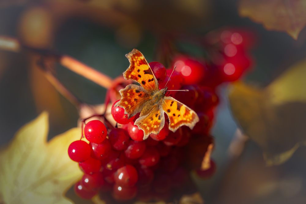 Photograph by andrei zorin