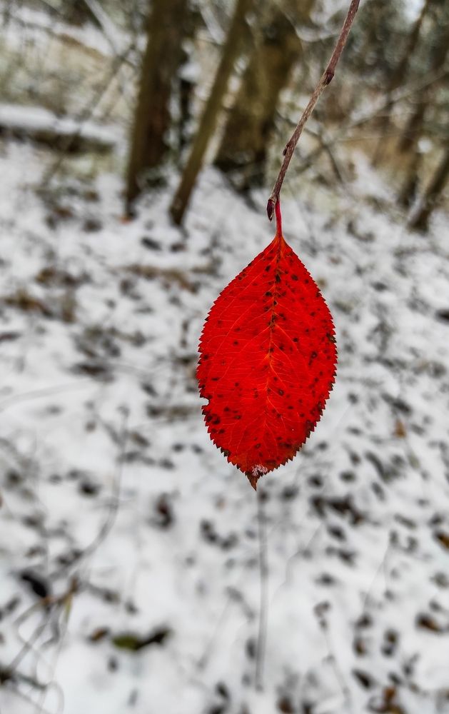 Photograph by Ксения Иванова
