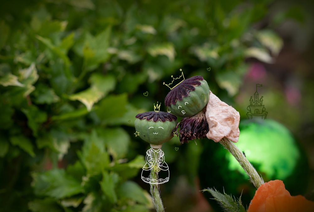 Photograph by Ala Botnarescu