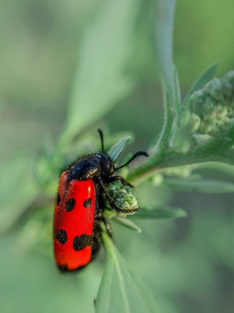 Photograph by Лариса Когтева