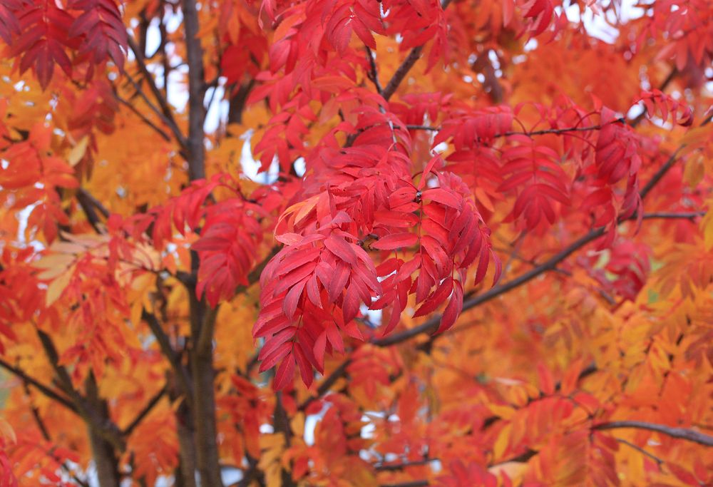 Багрец и золото осени
