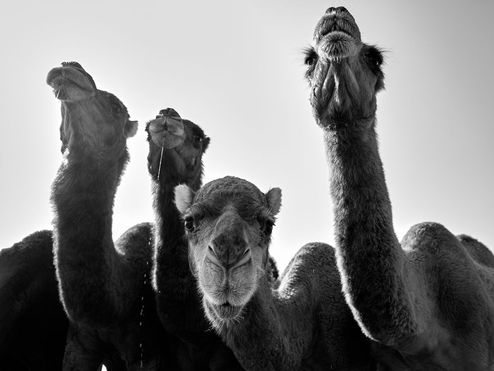 Thirsty camels
