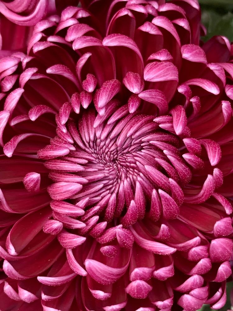 Хризантема