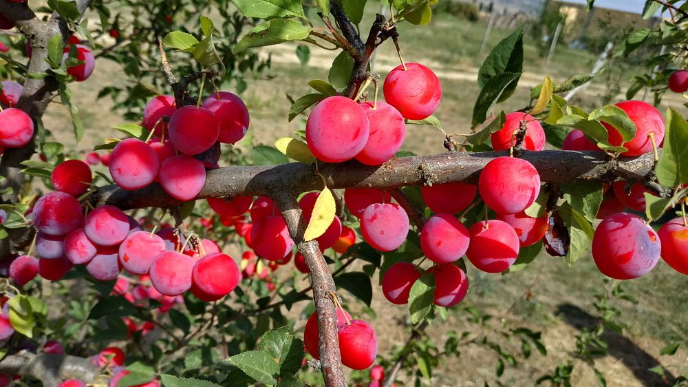 Photograph by вячеслав милов