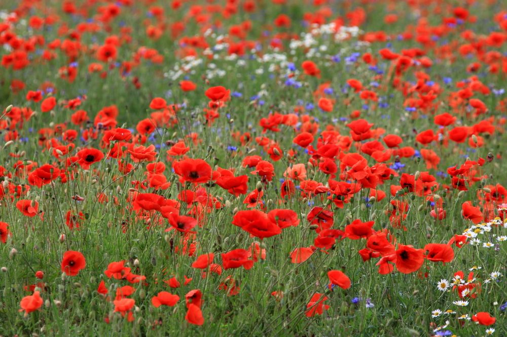 Фотография автора Сергей Барановский