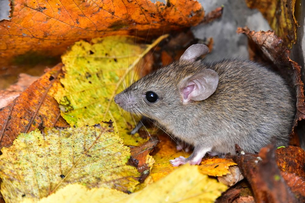 Photograph by Светлана Ивановна