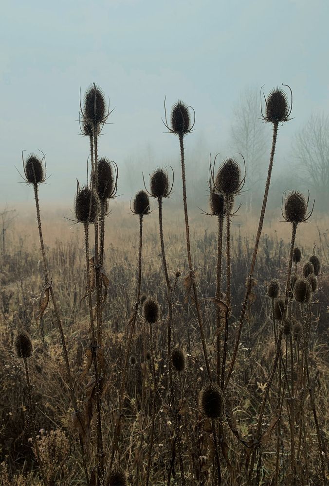 Photograph by Георгий Быковщенко