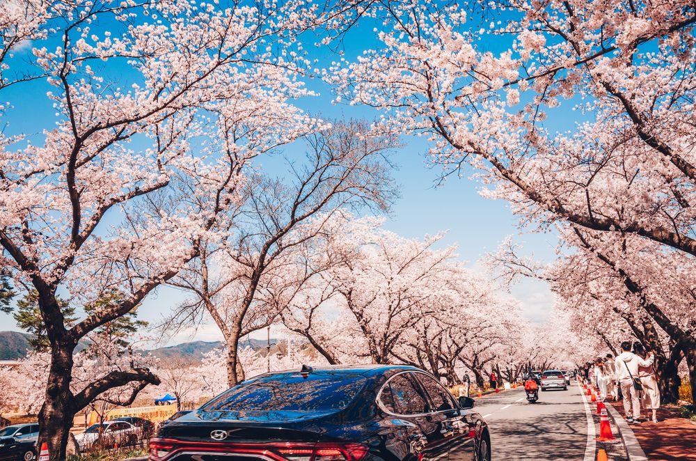 Розовая пора в Корее