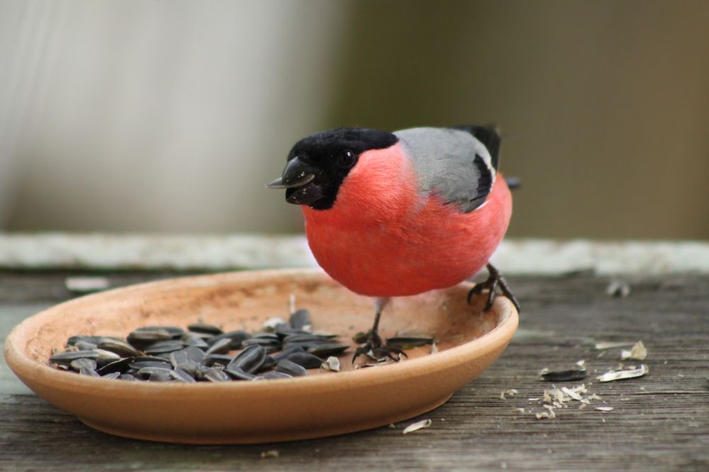 Photograph by Ольга Заповедная