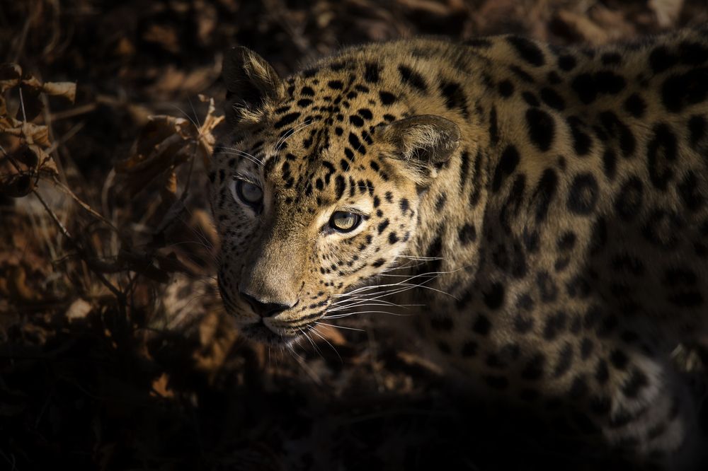 Photograph by Александр Чазов