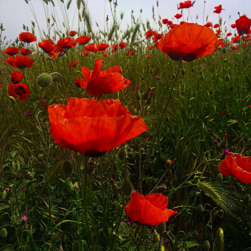 Photograph by Olesia Bulich