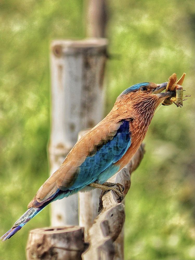 Photograph by Debtanu Baidya