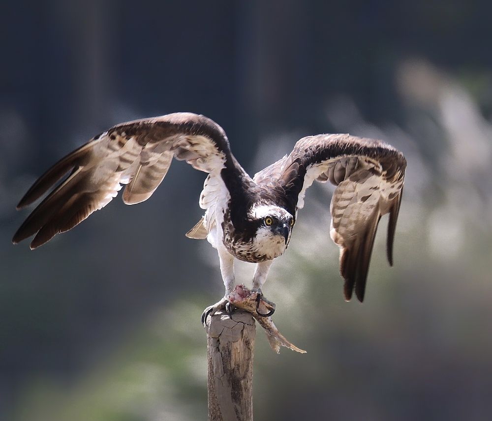 Photograph by Debtanu Baidya
