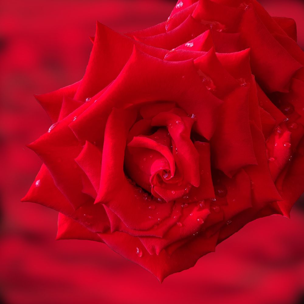 The red rose