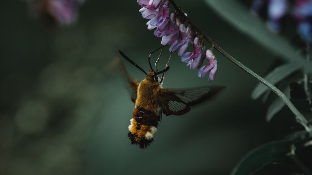 Photograph by Максим Колосов