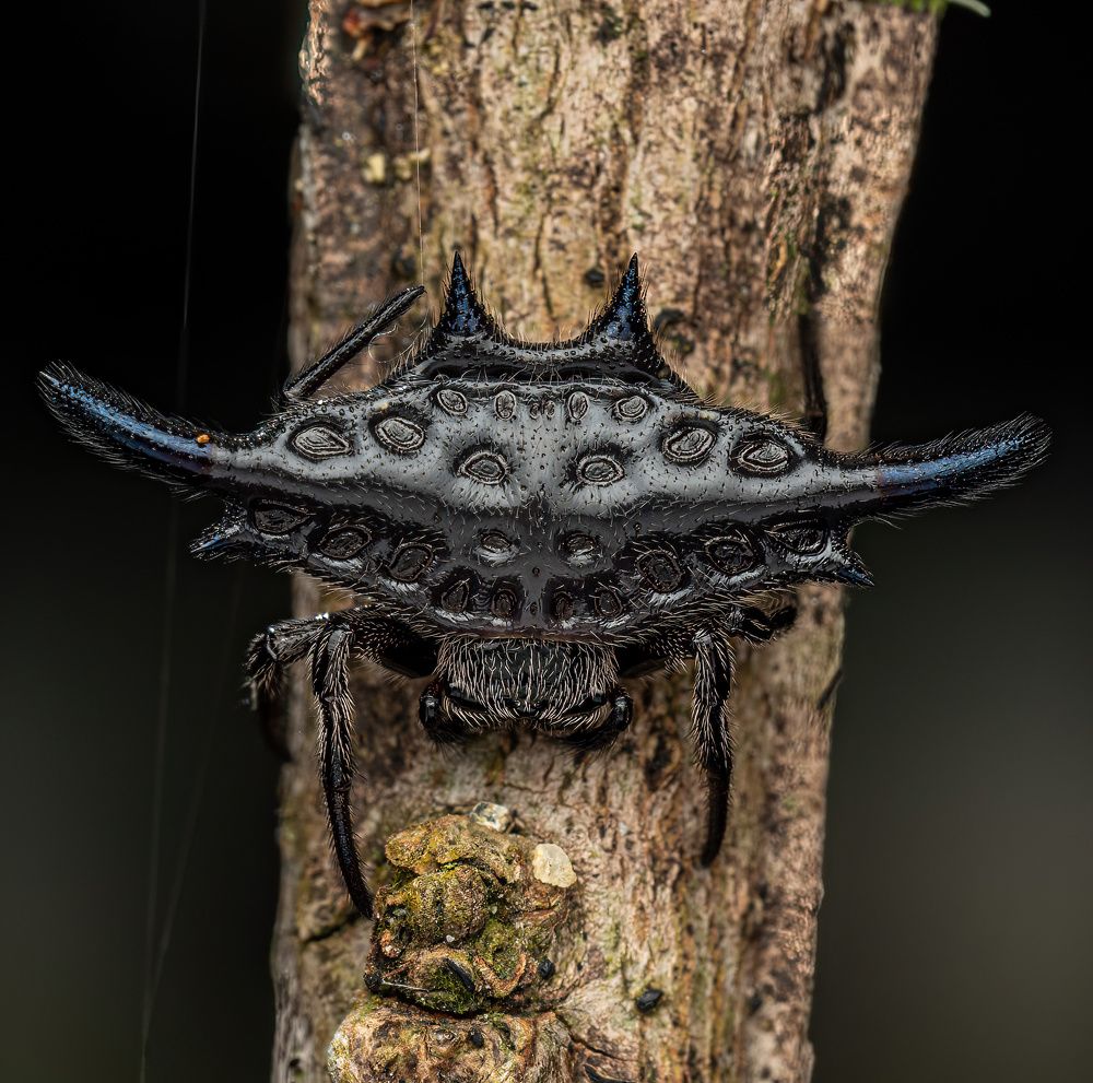 Parallel-spined Spiny Orbweaver