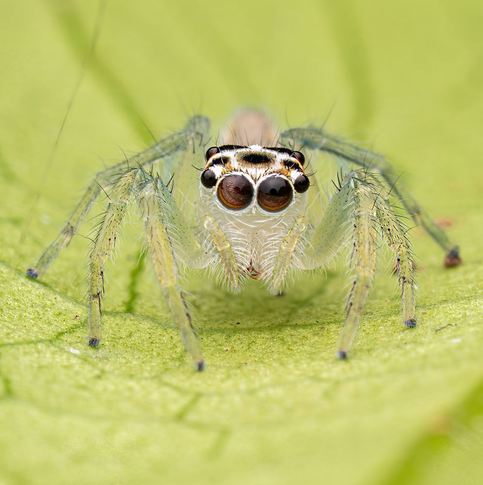 Telamonia Jumper